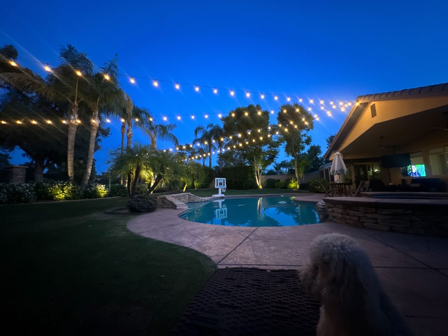 Warm string lights crisscrossing a Bakersfield backyard pool and patio at dusk